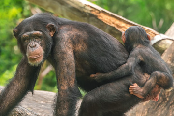 A female chimpanzee with a baby on her back