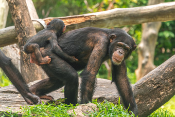 A female chimpanzee with a baby on her back