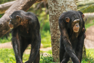 Obraz premium A pair of chimps with a baby