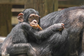 A female chimpanzee with a baby on her back