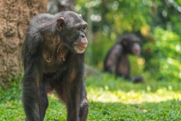 Chimpanzee monkey in the forest