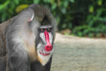 Mandrill Baboon (Mandrillus sphinx) portrait, close-up