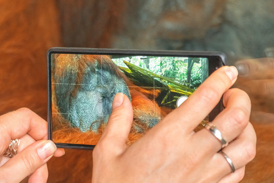 Woman taking pictures on phone the orangutan monkey