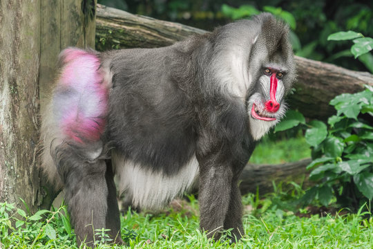 Smiling Mandrill Baboon (Mandrillus sphinx) portrait, close-up