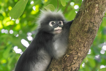 Dusky Leaf Monkey or Spectacled Langur (Trachypithecus obscurus) on the trunk of a tree