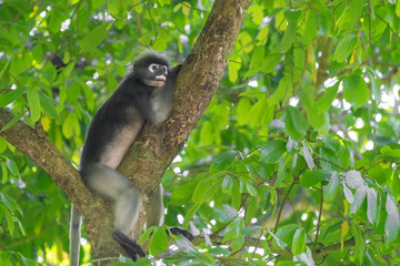 Dusky Leaf Monkey or Spectacled Langur (Trachypithecus obscurus) on the trunk of a tree