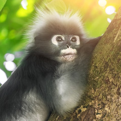 Dusky Leaf Monkey or Spectacled Langur (Trachypithecus obscurus)
