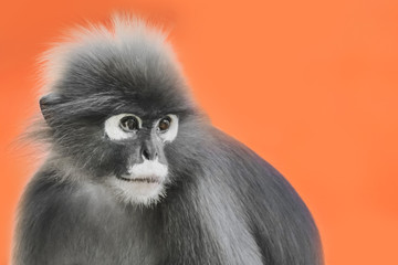 Obraz premium Dusky Leaf Monkey or Spectacled Langur (Trachypithecus obscurus) portrait on an orange background