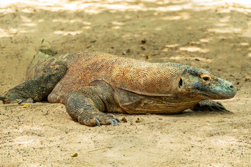 Komodo Dragon (Varanus komodoensis) on the sand.