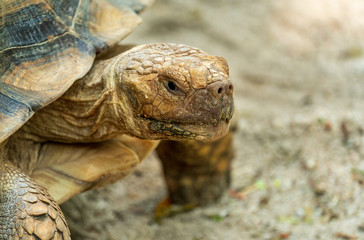 Tortoise on the sand, close-up
