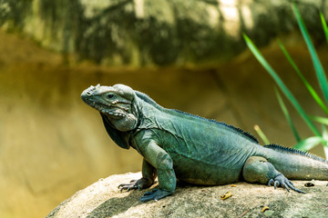 A green iguana on a stone by the pond