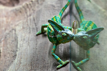 The green chameleon is reflected in the terrarium glass