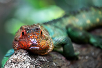 Green iguana with a red head on a snag