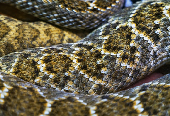 The body of a snake, close-up
