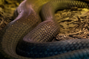 The body of a black snake, close-up