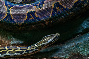 Blue and yellow snake, close-up