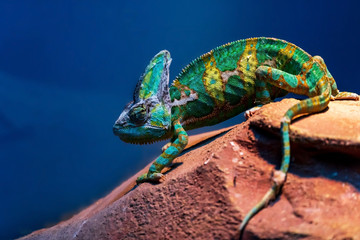 Chameleon sitting on a rock