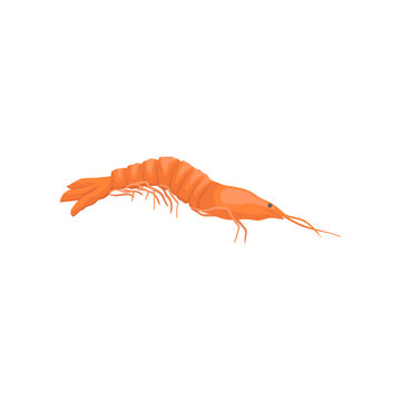 Flat vector icon of red shrimp. Marine creature. Seafood theme. Element for product packaging, advertising poster or flyer