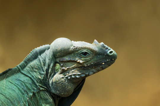 The head of a green iguana, close-up