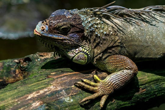 Iguana on a snag, close-up
