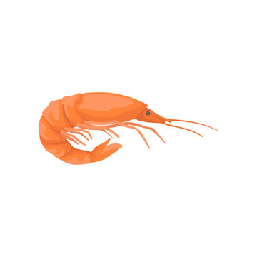 Flat vector icon of bright red shrimp with long claws. Marine product. Element for product packaging