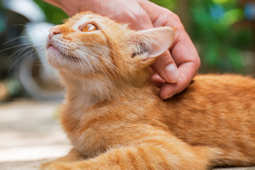 A woman caresses a red street cat