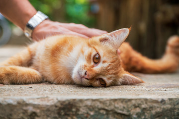 A woman caresses a orange street cat