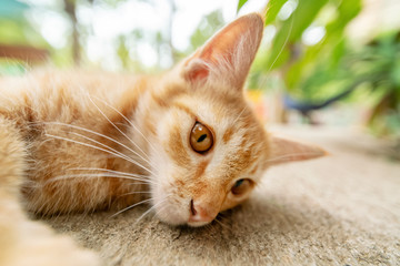 Lovely redhead kitten lying on the sidewalk, close-up