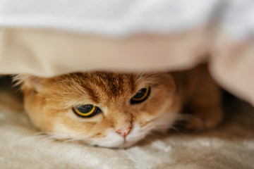 A sad orange cat under the blanket
