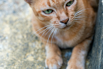 A sad red cat on the street, close-up