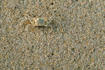Crab in the sand, copy space