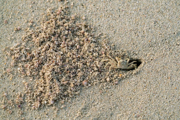 Crab digs a hole in the sand