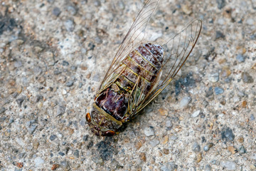 Gigantic fly on the stone
