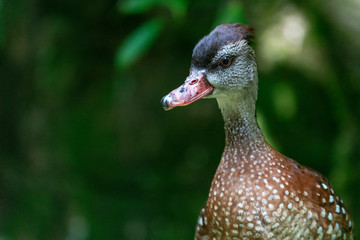 Mallard Duck, close-up