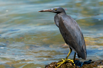 Black Egret (Egretta ardesiaca) on stone