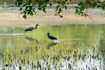 A pair of Black Egret (Egretta ardesiaca) in water