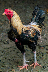 Black cock, close-up