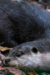 Otter, close-up