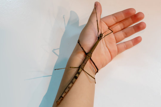 Beetle like a branch (Phasmatodea) on hand