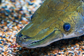 Head of a predatory fish under water, close-up