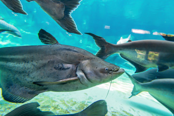 Large gray fish with a mustache in the aquarium