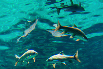 Naklejka premium Flock of fish under water