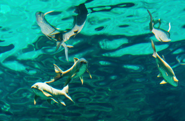 A flock of fish in the water