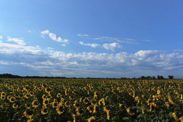 Sky and field of sunflowers
