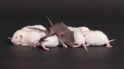 group of baby rat