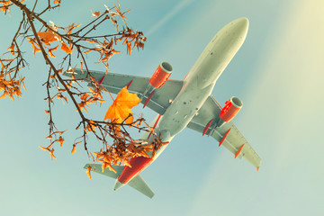 Passenger airplane flying over autumn maple