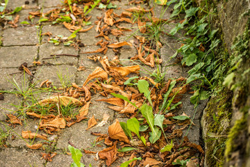 autumnal painted leaf on cobblestone