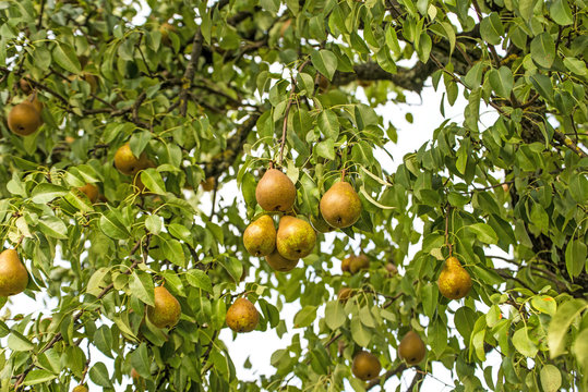 pears on a tree