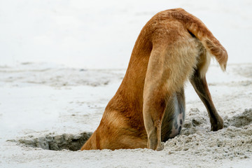 Fototapeta na wymiar A large brown dog digs a hole in the sand on the beach