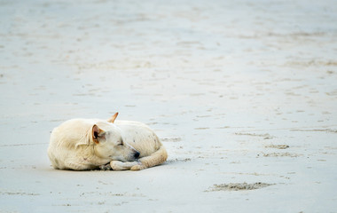 A big white dog sleeping on the sand